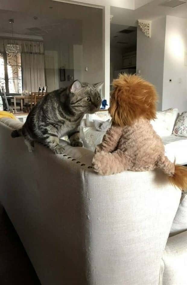 funny animals 23 Get Ready for Funny Animals #379 (26 photos)