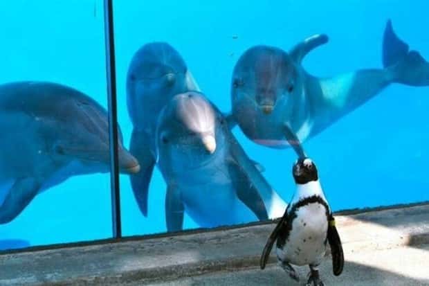 funny animals 24 1 Get Ready for Funny Animals #380 (24 photos)