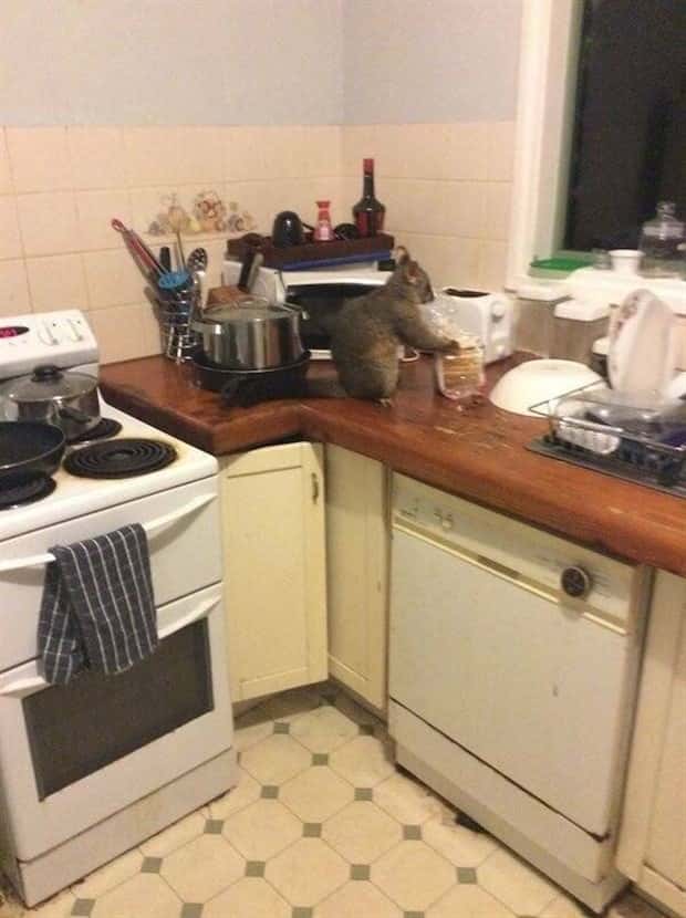 funny animals 25 Get Ready for Funny Animals #379 (26 photos)