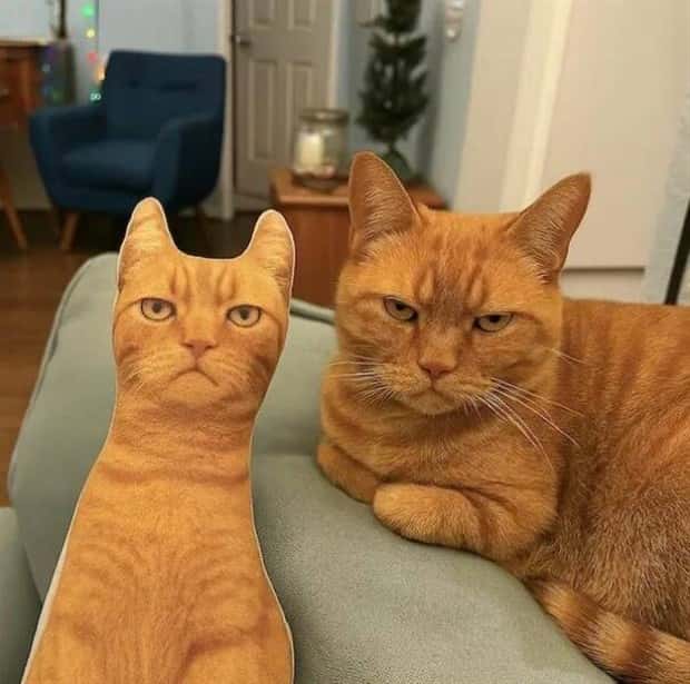 funny animals 3 1 Get Ready for Funny Animals #380 (24 photos)