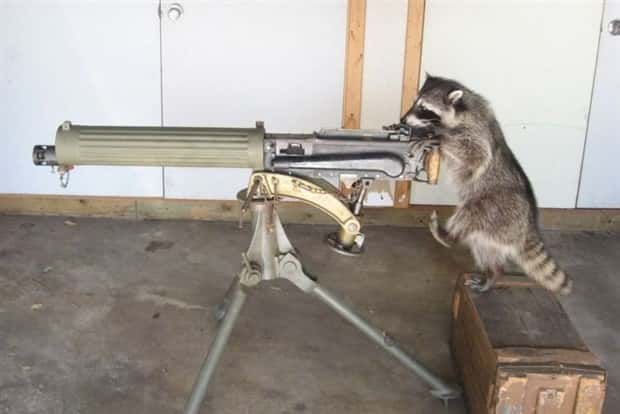funny animals 3 Get Ready for Funny Animals #379 (26 photos)