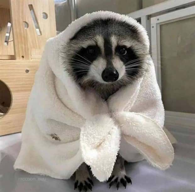 Get Ready for Funny Animals #382 (22 photos)