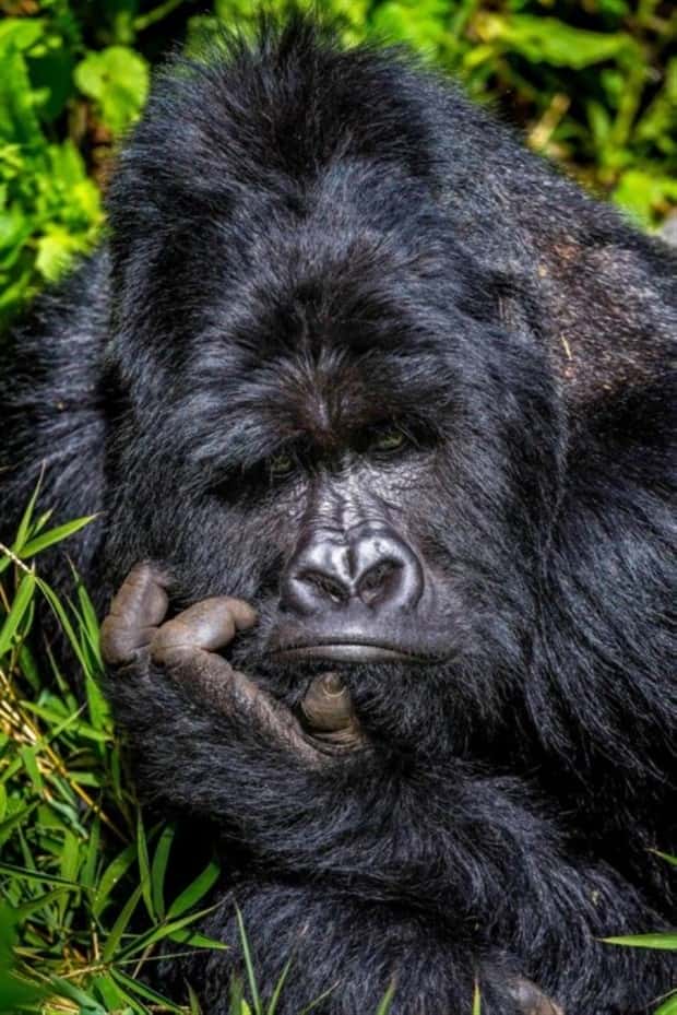 funny animals 4 Get Ready for Funny Animals #379 (26 photos)