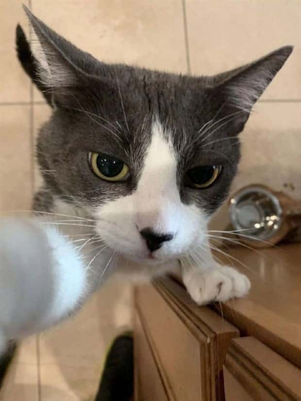 Get Ready for Funny Animals #382 (22 photos)