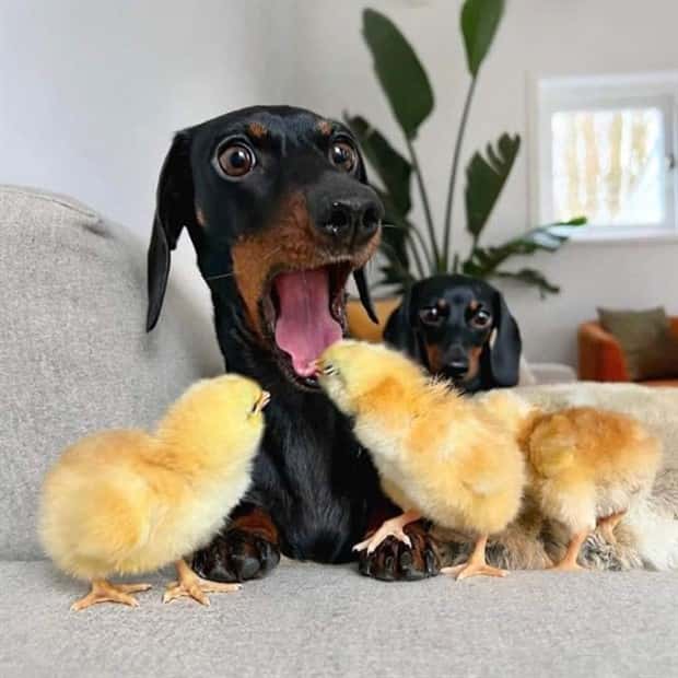 funny animals 7 1 Get Ready for Funny Animals #380 (24 photos)