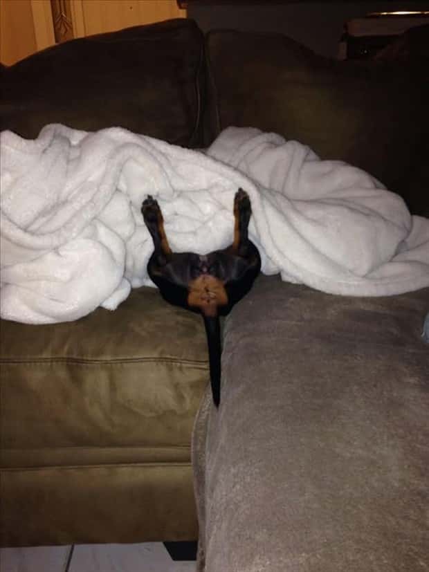 funny animals 7 Get Ready for Funny Animals #379 (26 photos)