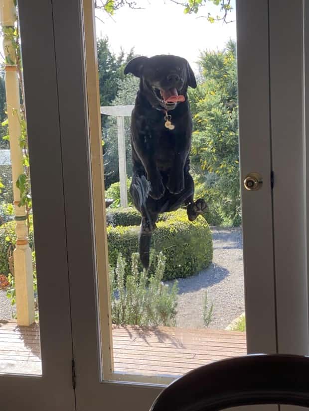 Get Ready for Funny Animals #382 (22 photos)