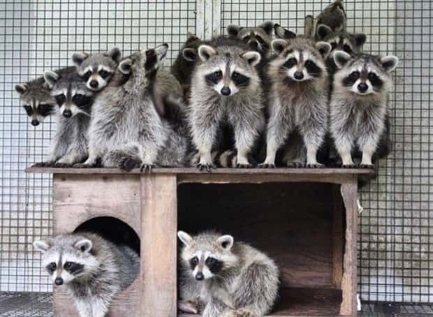 funny animals 8 Get Ready for Funny Animals #379 (26 photos)