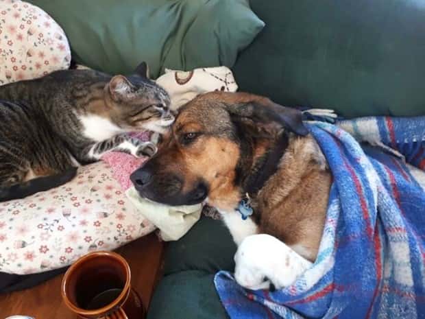 funny animals 9 1 Get Ready for Funny Animals #380 (24 photos)