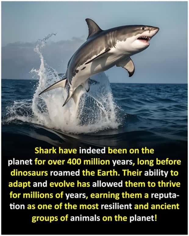 interesting facts 10 Cool and Interesting Facts #425 (25 photos)
