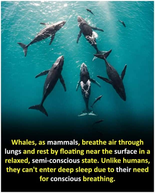 Cool and Interesting Facts #426 (22 photos)