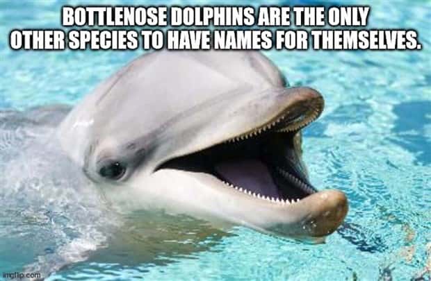 interesting facts 17 Cool and Interesting Facts #425 (25 photos)