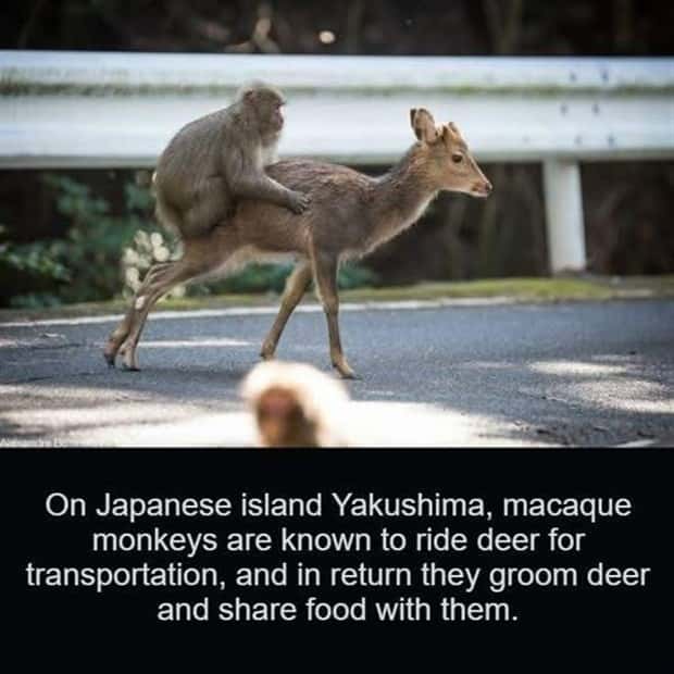 Cool and Interesting Facts #426 (22 photos)