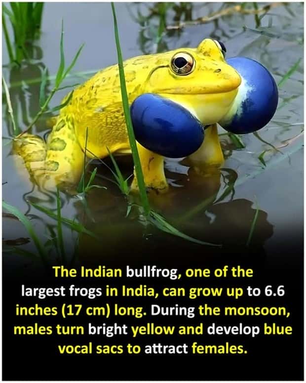 interesting facts 4 Cool and Interesting Facts #425 (25 photos)