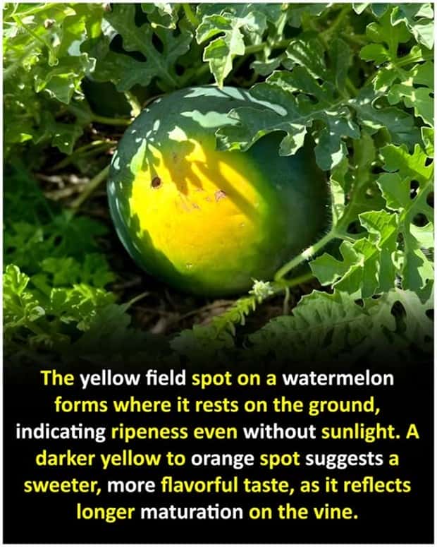 Cool and Interesting Facts #426 (22 photos)