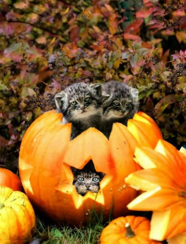 Klyker Picdump #1709 (44 photos)