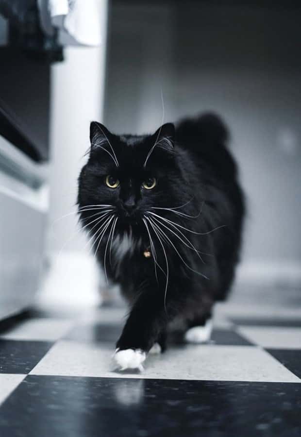 Photogenic Animals You’ll Instantly Love (36 photos)