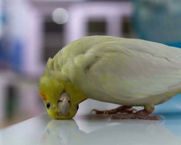 Photogenic Animals You’ll Instantly Love (36 photos)