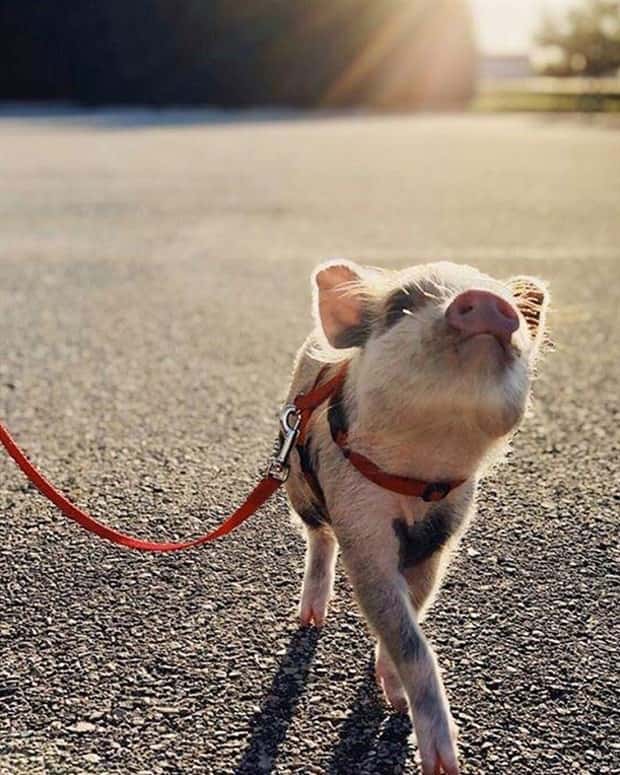 Photogenic Animals You’ll Instantly Love (36 photos)