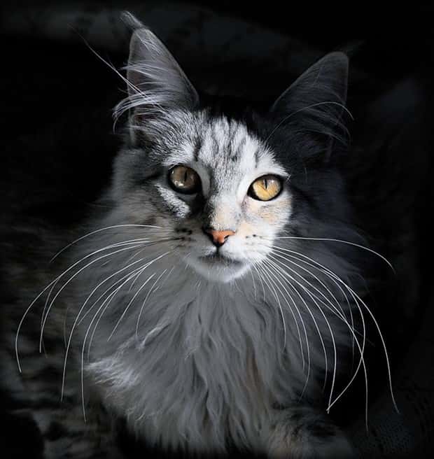 Photogenic Animals You’ll Instantly Love (36 photos)