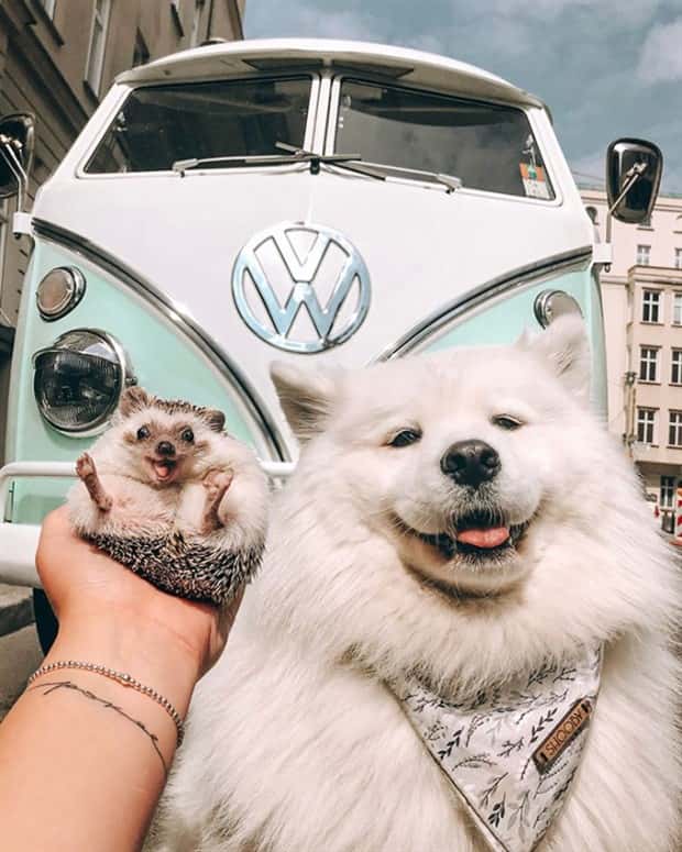 Photogenic Animals You’ll Instantly Love (36 photos)