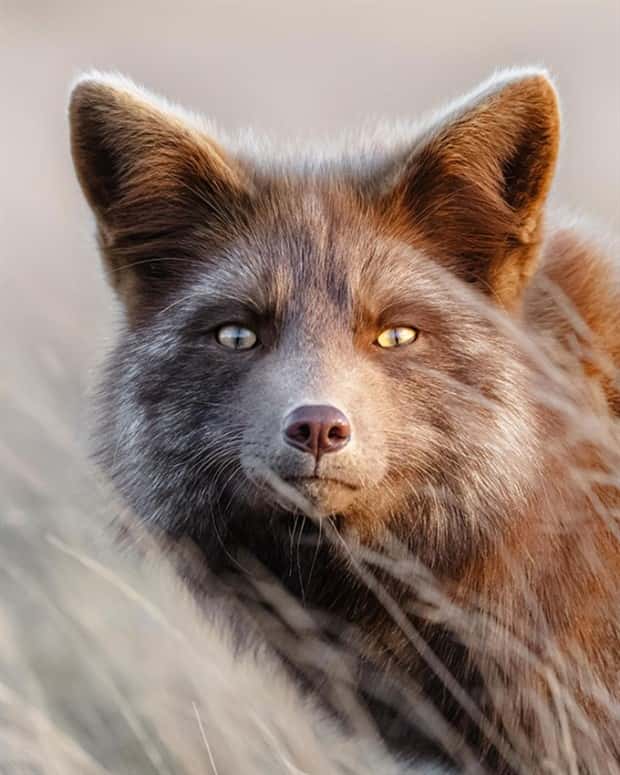 Photogenic Animals You’ll Instantly Love (36 photos)