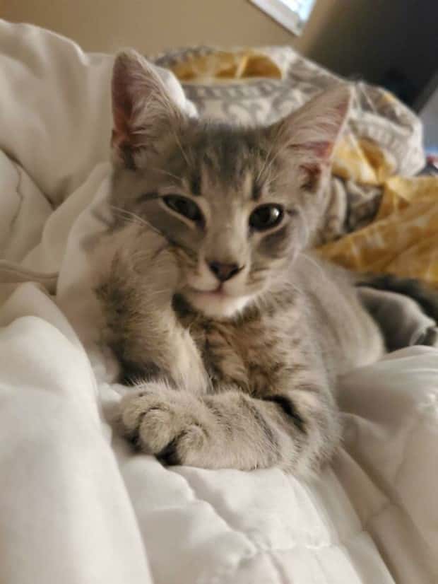 Photogenic Animals You’ll Instantly Love (36 photos)