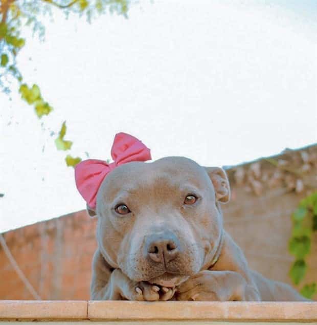 Photogenic Animals You’ll Instantly Love (36 photos)