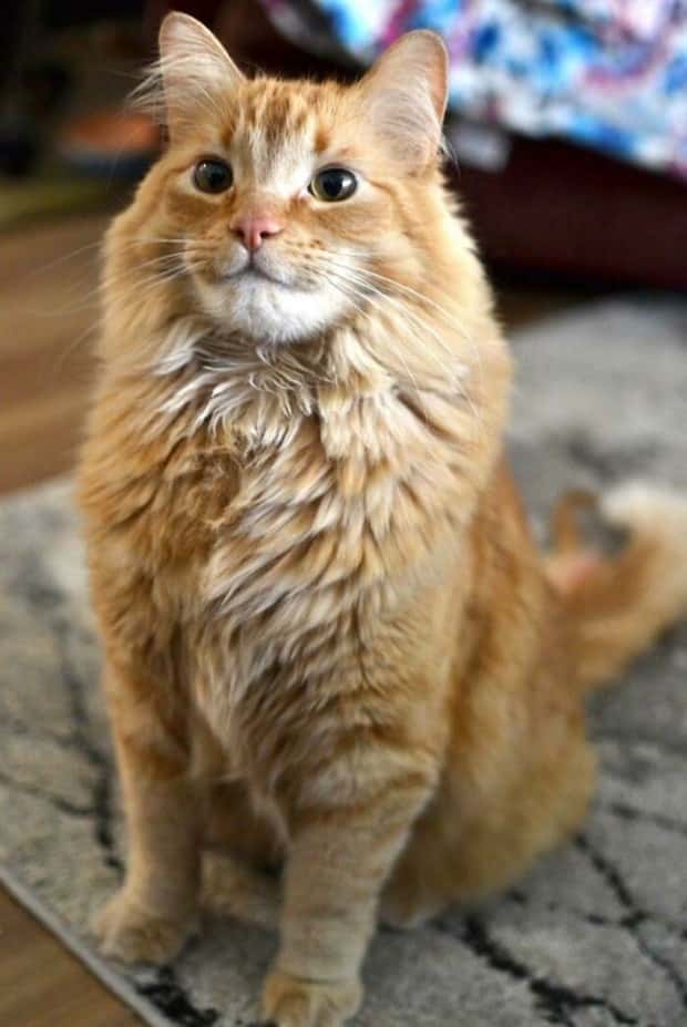 Photogenic Animals You’ll Instantly Love (36 photos)