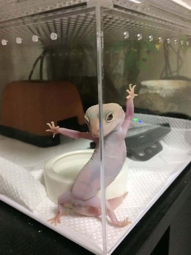 Photogenic Animals You’ll Instantly Love (36 photos)