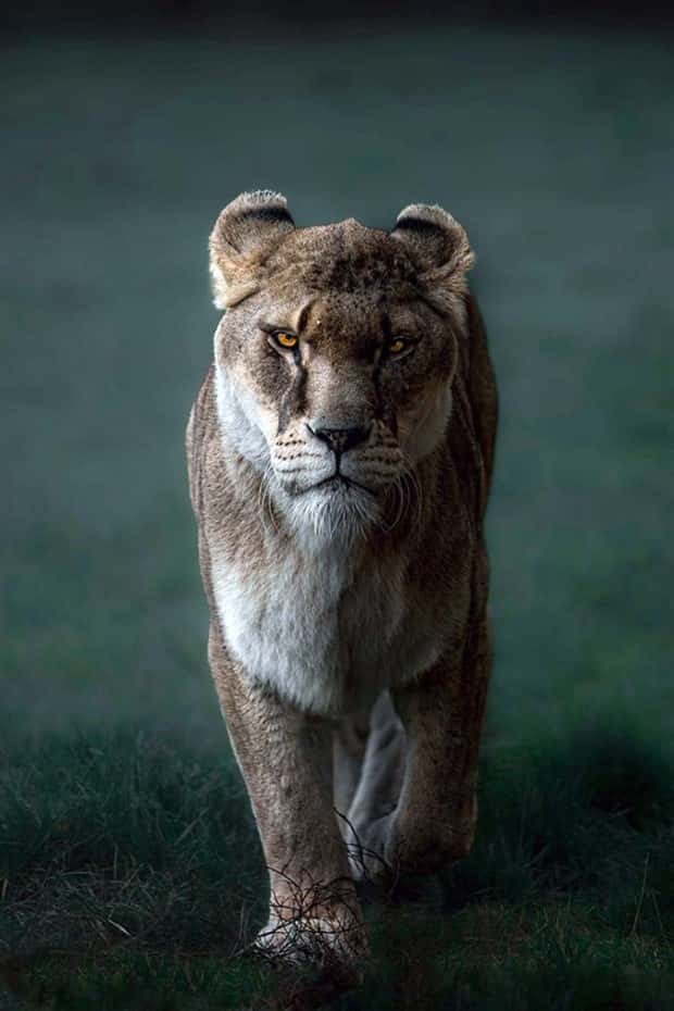 Photogenic Animals You’ll Instantly Love (36 photos)