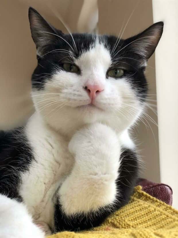 Photogenic Animals You’ll Instantly Love (36 photos)