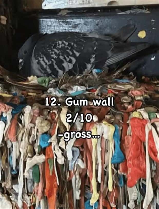 Reviewing Bird Nests Like a Critic (30 photos)