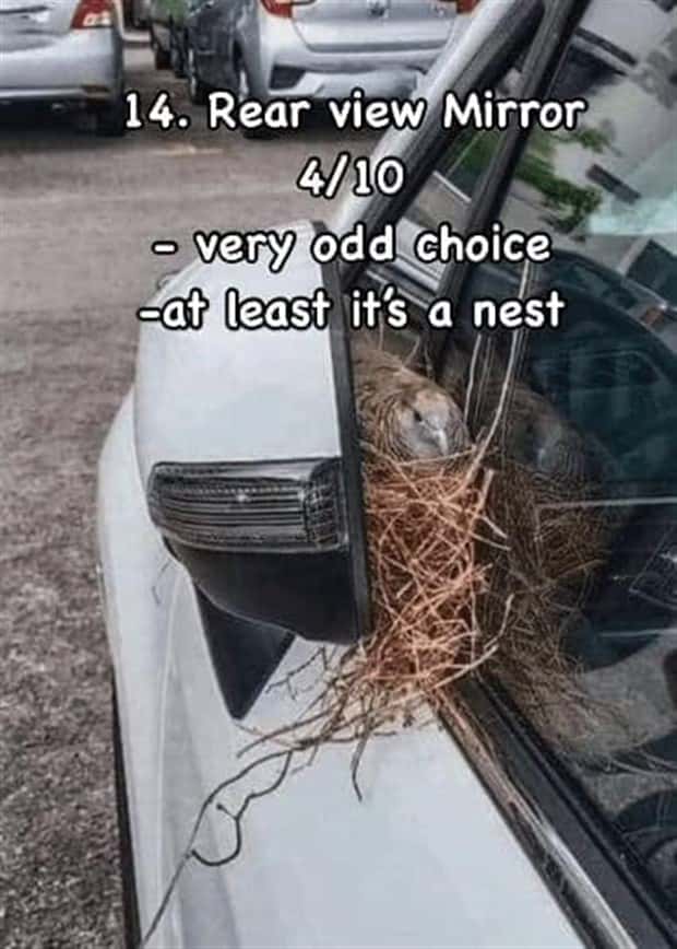 Reviewing Bird Nests Like a Critic (30 photos)