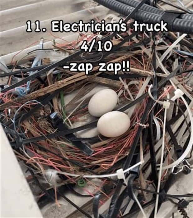 Reviewing Bird Nests Like a Critic (30 photos)