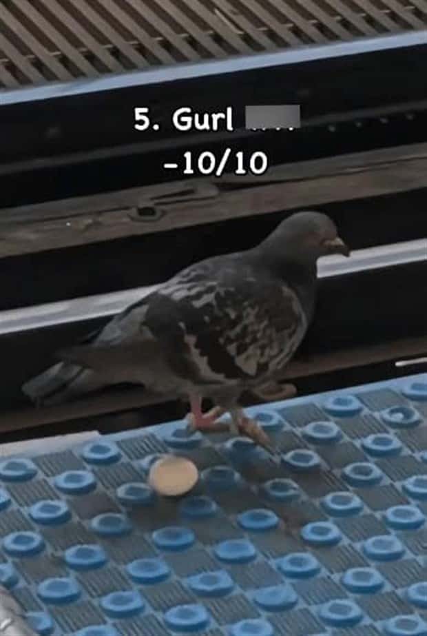 Reviewing Bird Nests Like a Critic (30 photos)