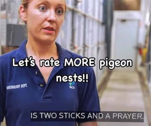 Reviewing Bird Nests Like a Critic (30 photos)