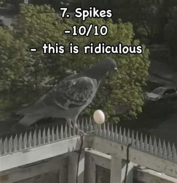 Reviewing Bird Nests Like a Critic (30 photos)