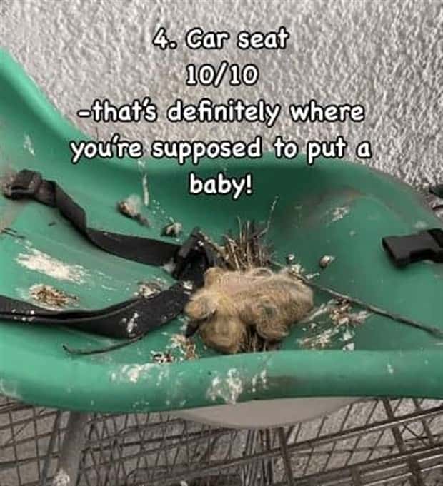 Reviewing Bird Nests Like a Critic (30 photos)