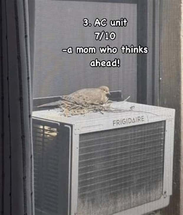 Reviewing Bird Nests Like a Critic (30 photos)