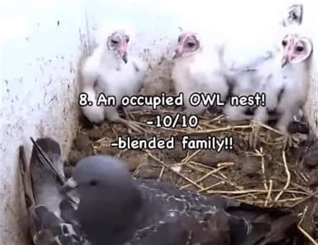 Reviewing Bird Nests Like a Critic (30 photos)