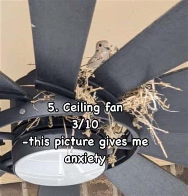 Reviewing Bird Nests Like a Critic (30 photos)