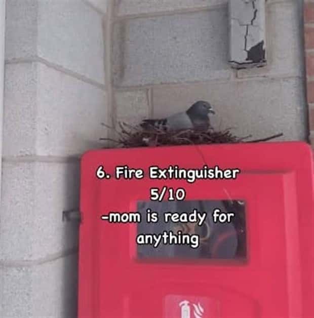 Reviewing Bird Nests Like a Critic (30 photos)