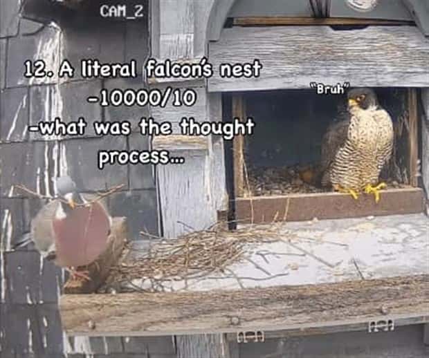 Reviewing Bird Nests Like a Critic (30 photos)