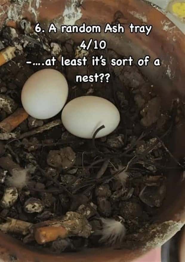 Reviewing Bird Nests Like a Critic (30 photos)