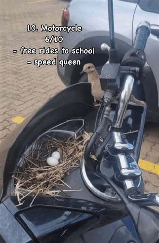 Reviewing Bird Nests Like a Critic (30 photos)