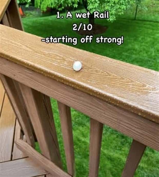 Reviewing Bird Nests Like a Critic (30 photos)