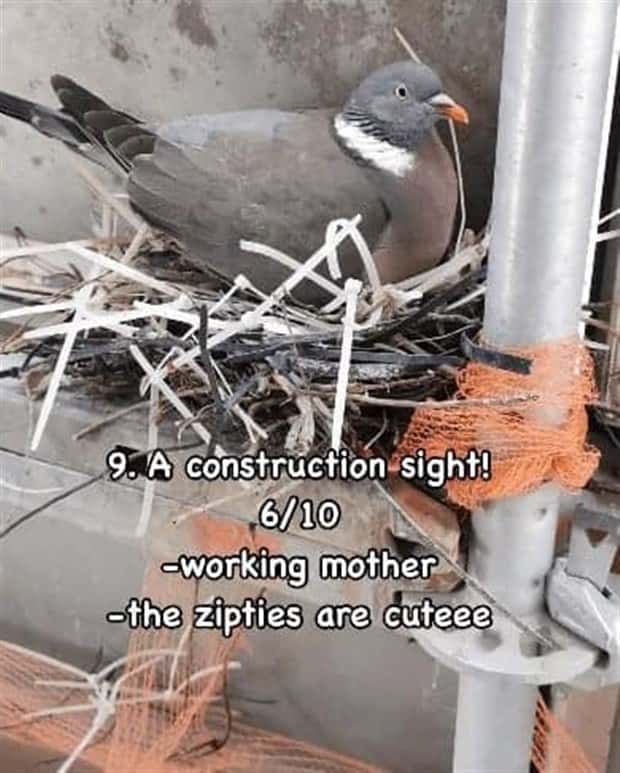 Reviewing Bird Nests Like a Critic (30 photos)