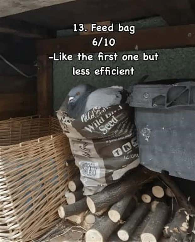 Reviewing Bird Nests Like a Critic (30 photos)