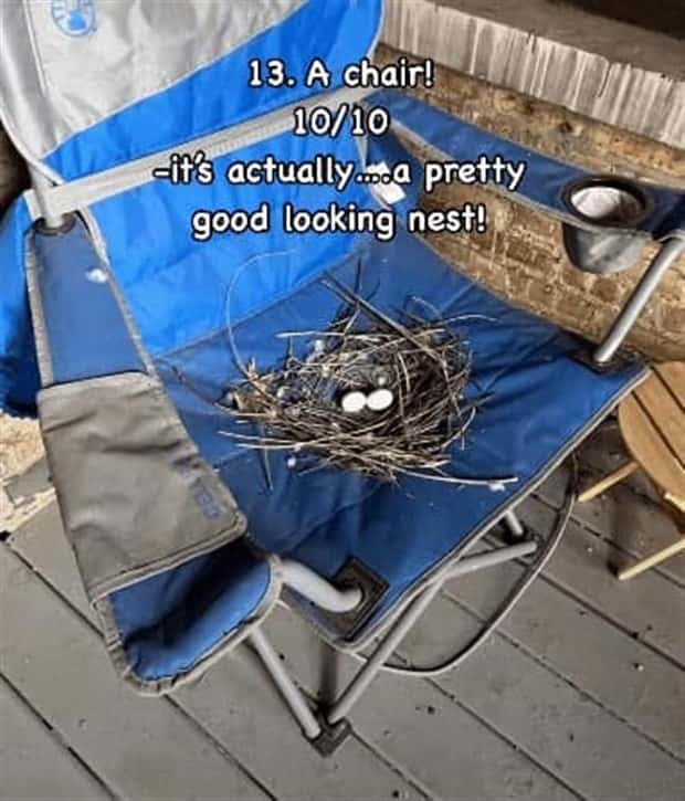 Reviewing Bird Nests Like a Critic (30 photos)